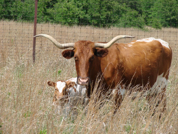View Baby Texas Longhorns Animal Gif